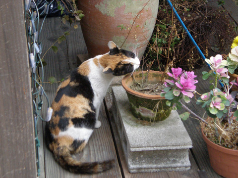 中津の猫27