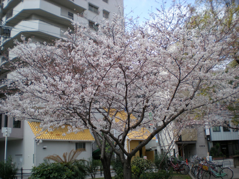 たこ公園前の桜