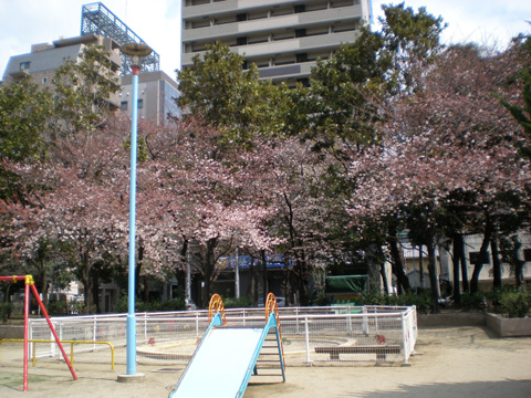 たこ公園前の桜