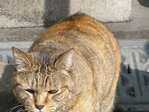 中津の猫６