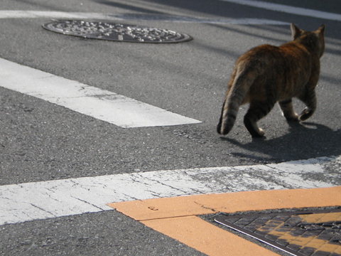 中津の猫６