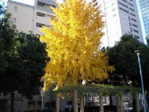 今日のイチョウ