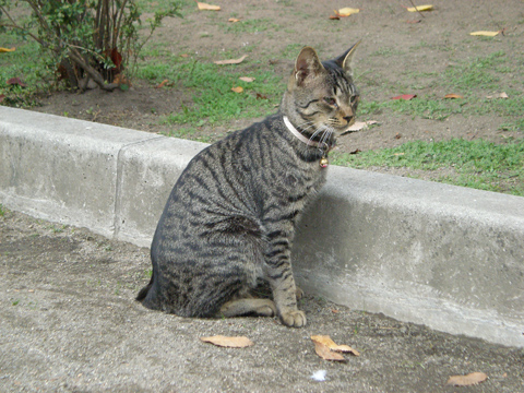 中津の猫15
