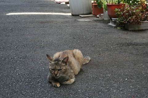 中津の猫