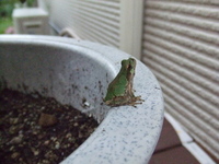 考えるカエル