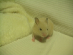 なついてきました