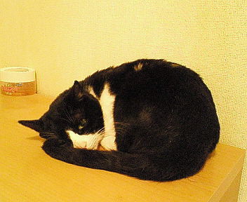我が家の猫を紹介します。