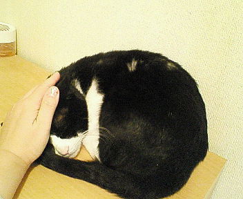 番猫！？