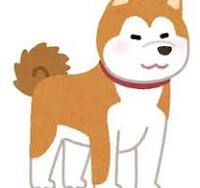#1262 【秋田犬と日本一周】羽後町から大阪に立寄りたけちゃんとライブ～秋田犬と日本一周中 2024/02/04 23:12:47