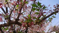 葉桜が好き！ 2016/04/09 21:34:41