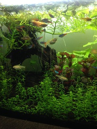 癒やしの熱帯魚 2016/02/17 18:49:51