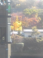 紅葉