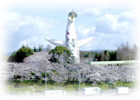 万博記念公園の桜