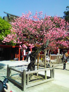 太宰府天満宮梅だより