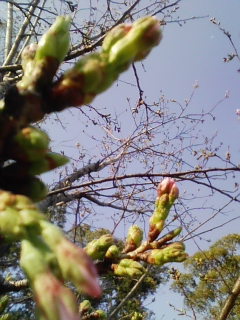 福岡の桜だより