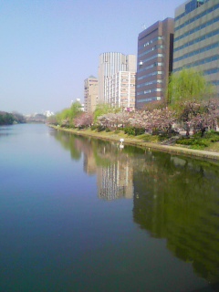 桜の開花は一瞬で風景を変える