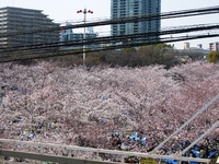 春と桜と猫がｷﾀ━(ﾟ∀ﾟ)━!