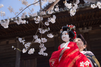 道成寺　清姫登場！