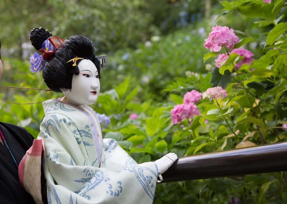 紫陽花３