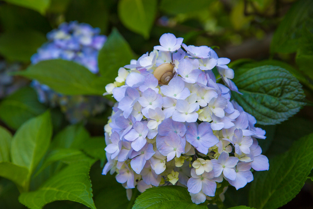 紫陽花２