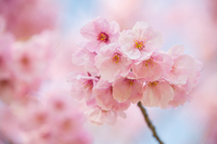 桜〜季節到来！