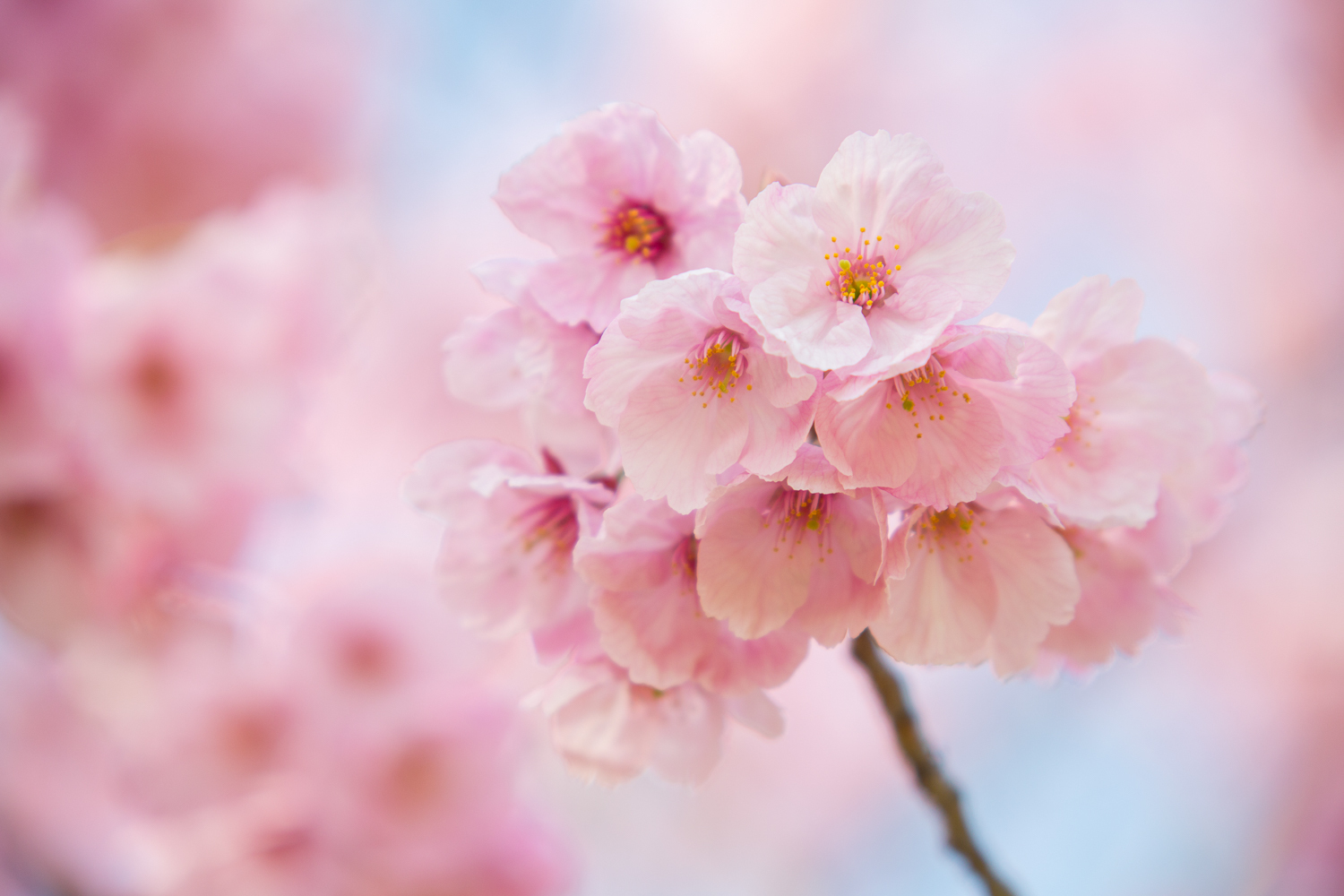 桜１