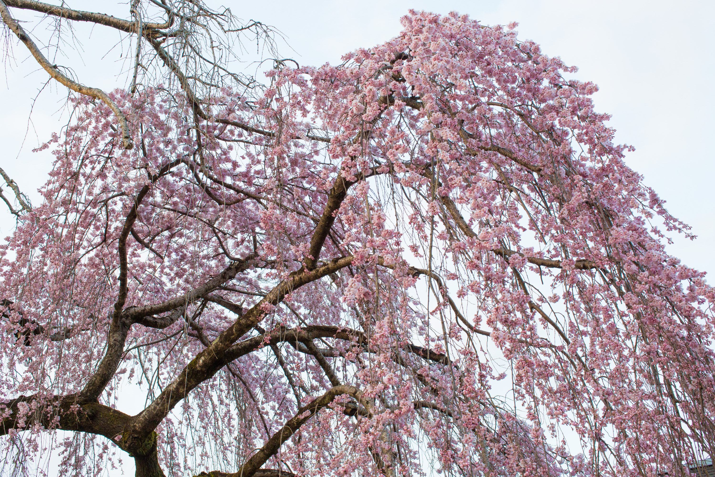氷室神社・枝垂れ桜