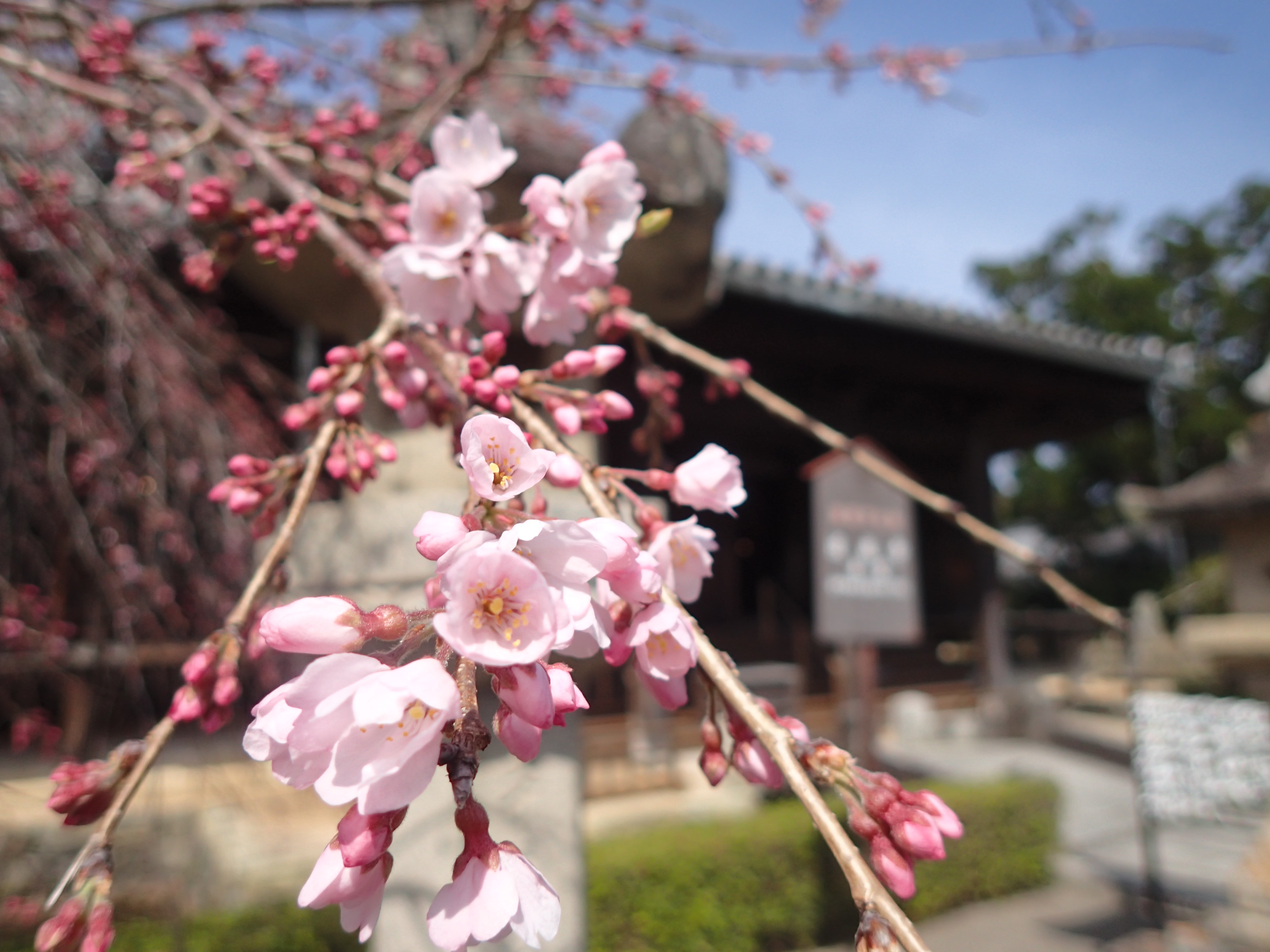道成寺・桜