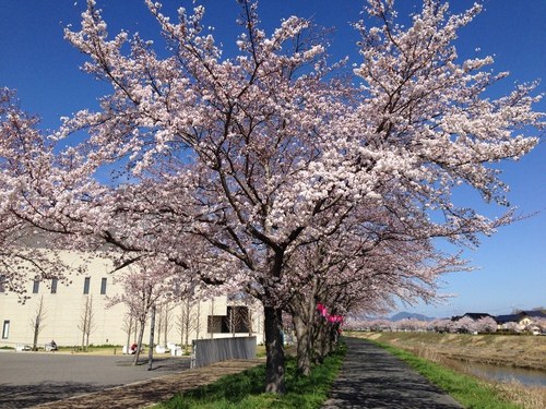 桜の季節　②