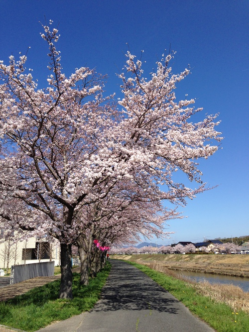 桜の季節　②
