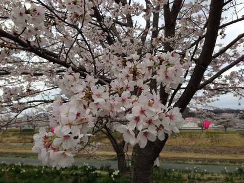 桜の季節　②