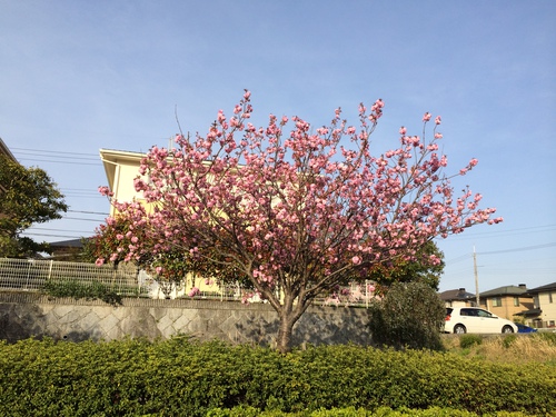 八重桜