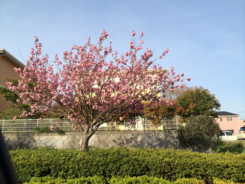 八重桜