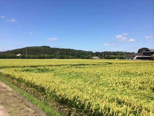 秋の田園