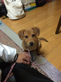 大きくなりました