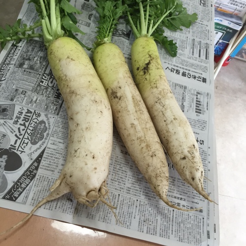 変な体型の大根！？