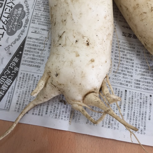 変な体型の大根！？