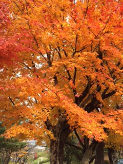 紅葉
