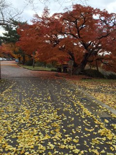 紅葉
