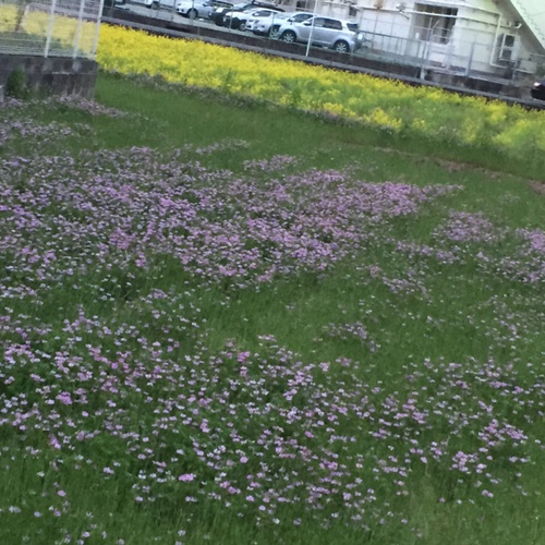 春ですね～