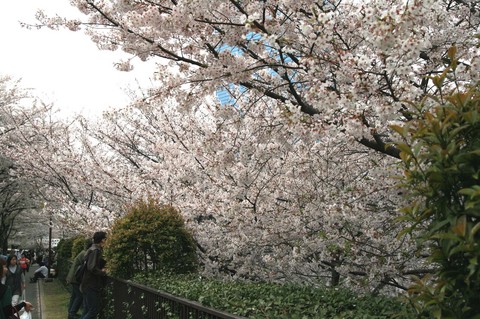 お花見行ってきたよ