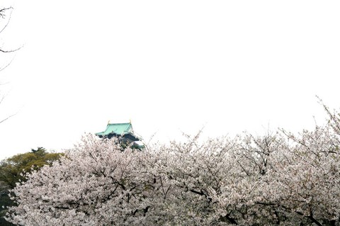 お花見行ってきたよ