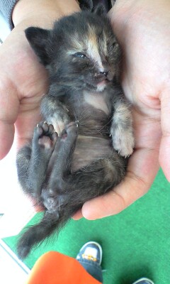 捨て犬！捨て猫！ゼロの会