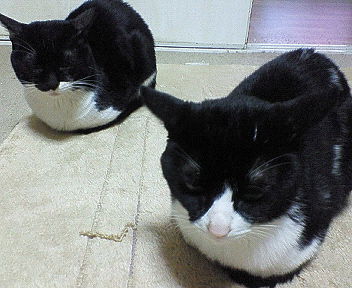 3匹の猫と1人の男の日常