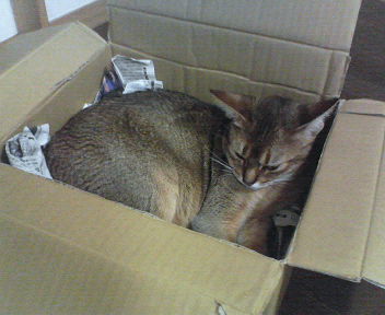 猫とアロマの優しい時間