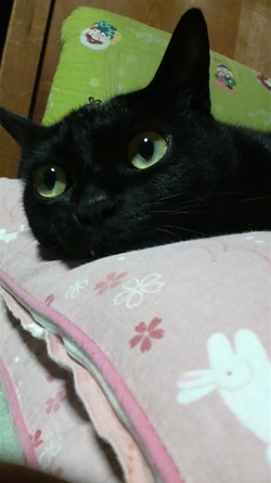 黒猫にゃんにゃん