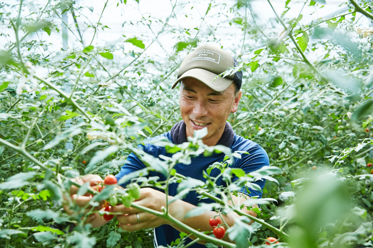 大阪唯一のブランドミニトマトの名はAmamade(アマメイド)！ミニトマト狩りができる農園