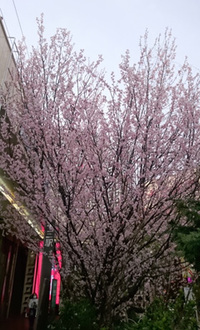 十三の桜