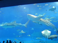 沖縄美ら海水族館