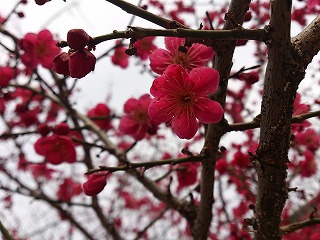 春はもうそこまで・・・